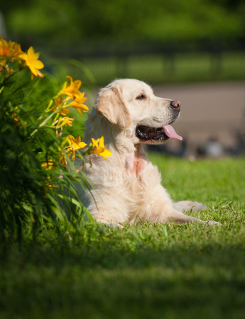 golden retriever resting in the parkの写真素材