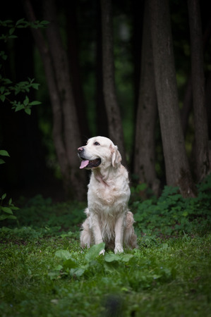 golden retriever in a forestの写真素材