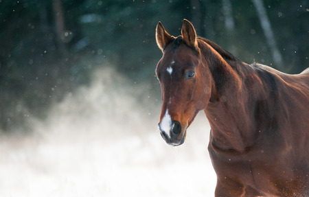 Bay stallion with the snow forest on backgroundの写真素材