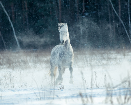 White horse in snowy field under strong windの写真素材
