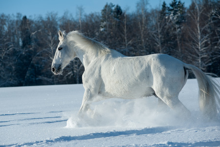 White horse the Orlov trotter is running in snowの写真素材