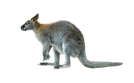 rock wallaby young male isolated over a whiteの写真素材