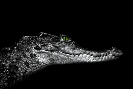 Crocodile: portrait over a blackの写真素材