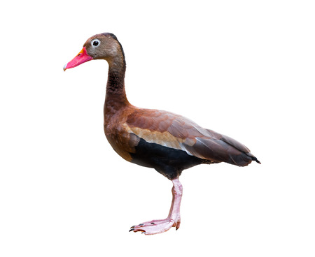 Blackbellied Whistling Duck isolated over a white backgroundの写真素材