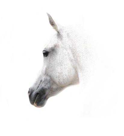 White arabian horse on white backgroundの写真素材