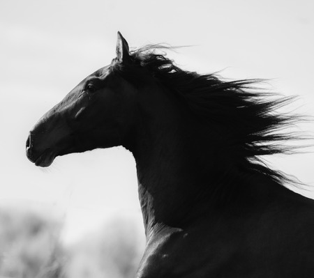 Portrait of a running horse in monochrome tonesの写真素材