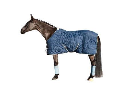 Horse full length in a blanket isolated standingの写真素材