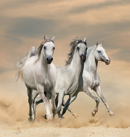 Beautiful arabian horses in desert sunset runninf wildの写真素材