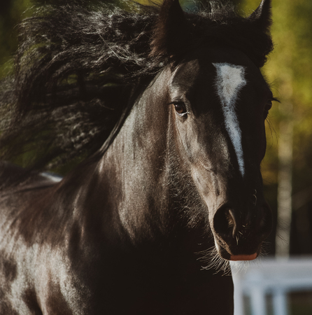 Portrait of young horse, toned imageの写真素材