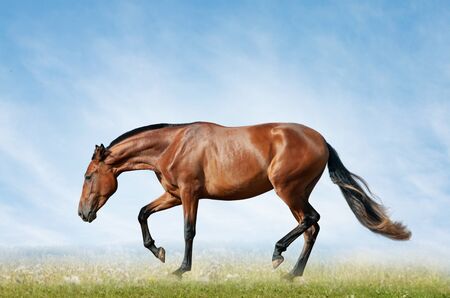 Bay horse in the field on freedomの写真素材