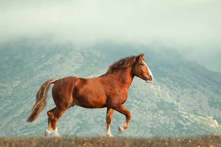 Heavy draft horse moving in mountain landscapeの写真素材