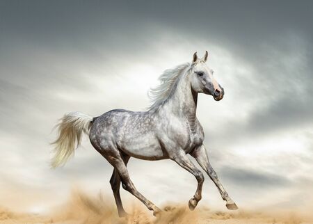 Dapple gray arabian stallion running in desertの写真素材