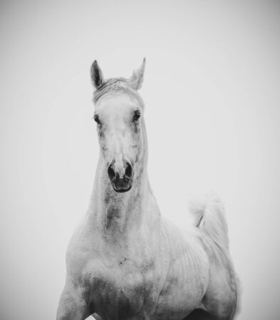 Beautiful white arabian stallion over a white background