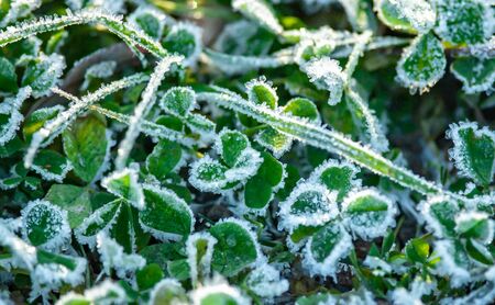 Closeup view of frozen clover leavesの写真素材