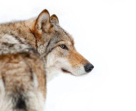 Wolf portrait closeup isolated over a white background. Gray wolf headshot. Wild animals theme.