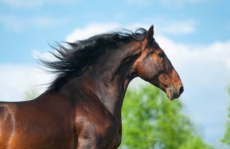 Beautiful andalusian stallion portrait on the run. Bay spanish horse. Portrait on movementの写真素材