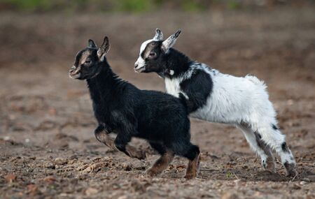 Cute little goatlings playing outdoors. Miniature goat kids