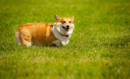 Cute smiling corgi dog in summer field. Welsh corgi pembroke. Dog on the backyard, in the parkの写真素材