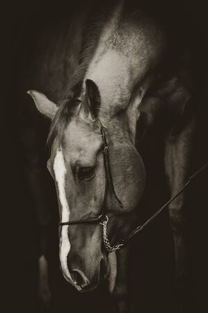 Beautiful horse portrait in low key style, horse in the dark. Vertical horse shot. Horse in harnessの写真素材