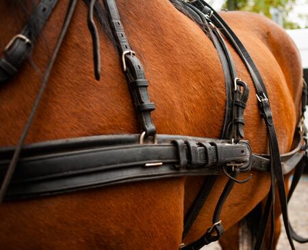 Carriage horse, details of the equipment shown. Leather reins, stirrups, bridle on a bay purebred stallionの写真素材
