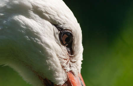 Beautiful stork eye closeup in a summer day