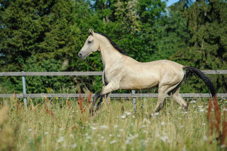 Cute little akhal-teke foal in summer field posing in a sunny day