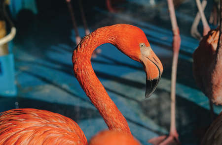 Beautiful pink flamingo portrait in the sunraysの写真素材