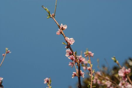 cherry blossomの写真素材