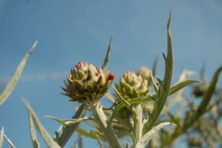 thistle and blue sky on the background