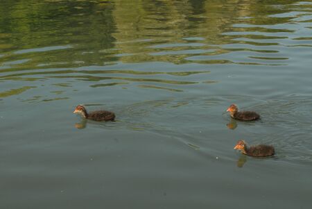 three baby coots in the water