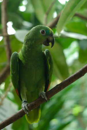 Close up of a green parrot on branch
