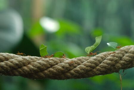 Ants working together, pick up leaf, walking on a Rope.