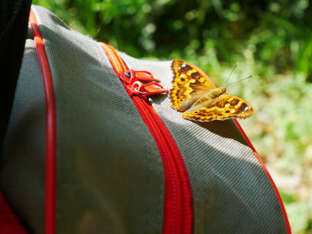 Butterfly on a bagの写真素材