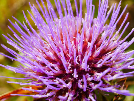 Close up of purple flower of thistleの写真素材