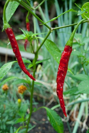 Red chili peppers growing in the gardenの写真素材