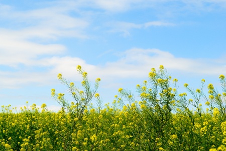 Yellow Flowering Plants in a Field Against a Blue Skyの写真素材