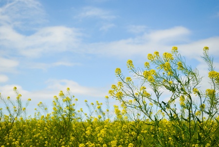 Yellow Flowering Plants in a Field Against a Blue Skyの写真素材