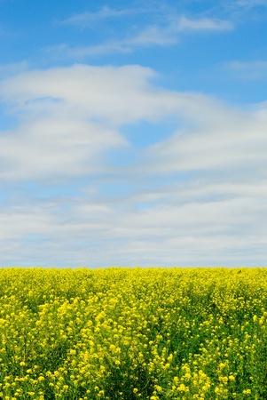 Yellow Flowering Plants in a Field Against a Blue Skyの写真素材