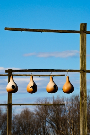 birdhouses Made Out of Hanging Gourdsの写真素材