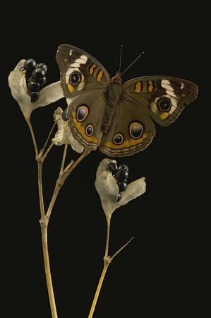 Common Buckeye butterfly portrait on black backgroundの写真素材
