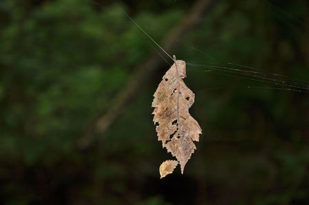 Whisper of a Leafの写真素材