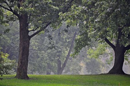 Morning Mistの写真素材