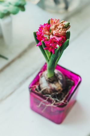 Spring red hyacinth flowers bulb in pink glass pot on rustic white wooden background, still lifeの写真素材