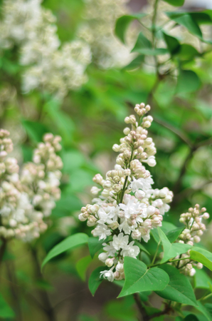 Beautiful branch white flowers outdoors in park macro softの写真素材