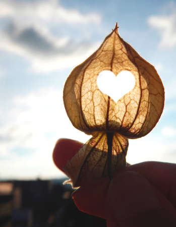 autumn leaf with heart cut out in hand with blurred sky background in the eveningの写真素材