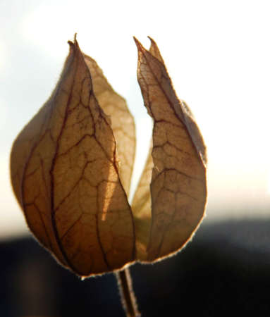 autumn leaf in yellow color with blurred blue sky background in the eveningの写真素材