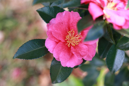 Azalea in Bloomの写真素材