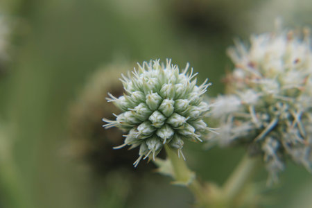 Spiky Flower