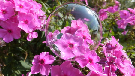 Bubble on pink flowersの写真素材