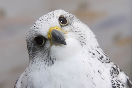 A bird looking interested 